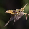 Bobolink
